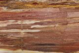 Tall Colorful, Polished Petrified Wood Stand Up - Texas #193622-2